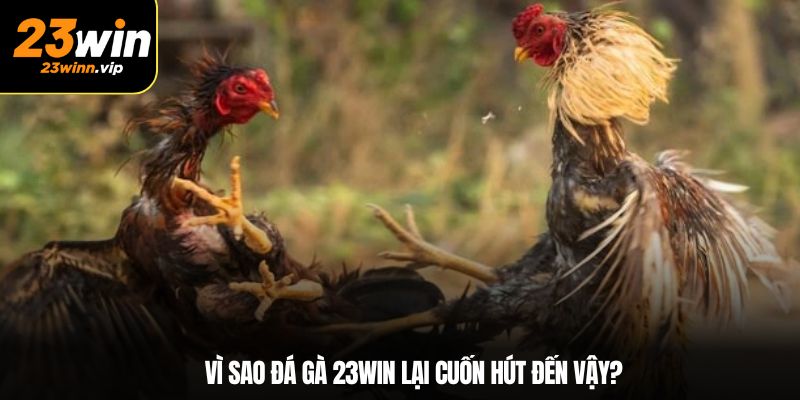 Vì sao đá gà 23WIN lại cuốn hút đến vậy?