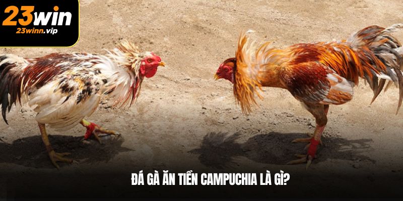 Đá gà ăn tiền Campuchia là gì?