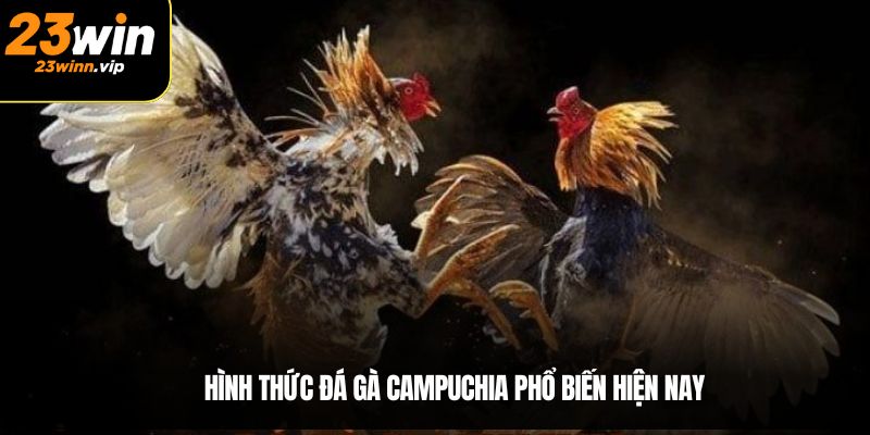 Hình thức đá gà Campuchia phổ biến hiện nay