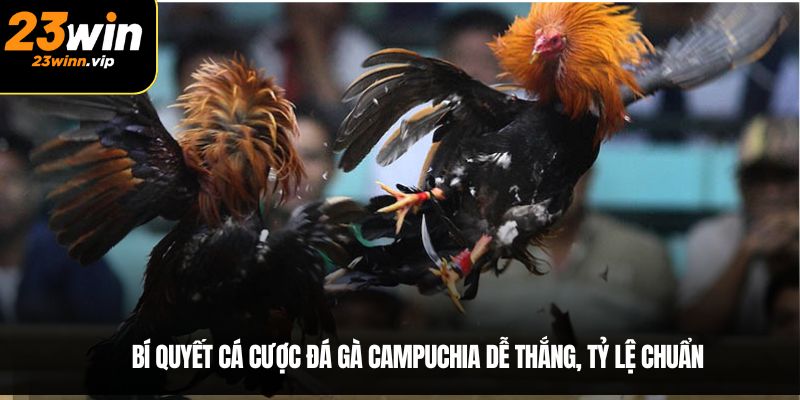 Bí quyết cá cược đá gà Campuchia dễ thắng, tỷ lệ chuẩn
