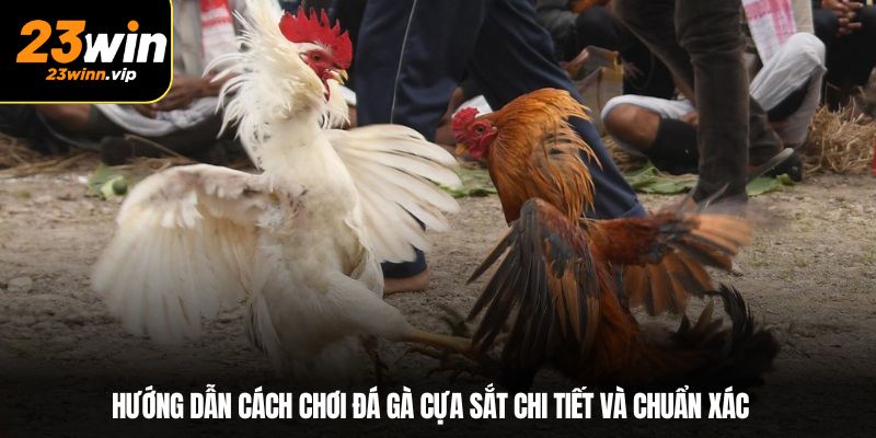 Hướng dẫn cách chơi đá gà cựa sắt chi tiết và chuẩn xác
