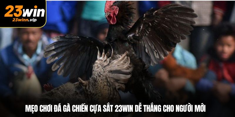 Mẹo chơi đá gà chiến cựa sắt 23WIN dễ thắng cho người mới