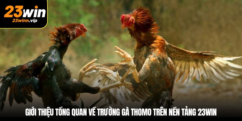 Giới thiệu tổng quan về trường gà Thomo trên nền tảng 23win