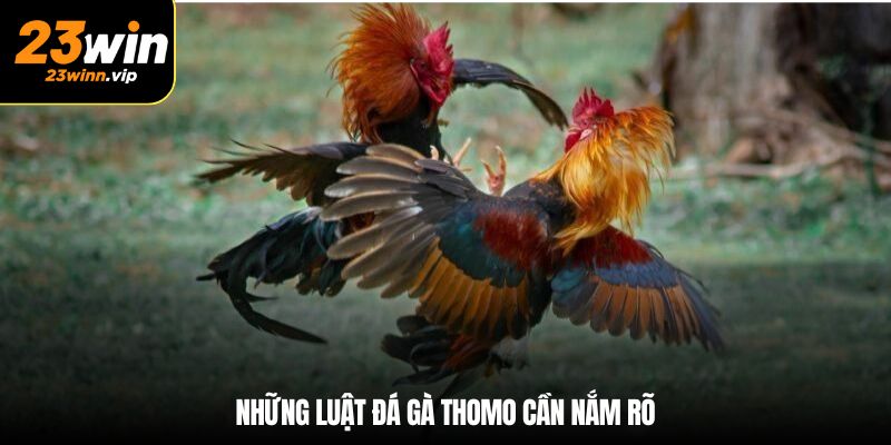 Những luật đá gà Thomo cần nắm rõ