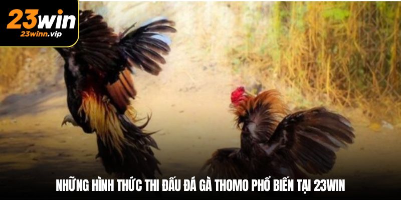 Những hình thức thi đấu đá gà Thomo phổ biến tại 23win