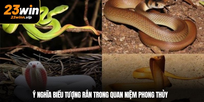 Ý nghĩa biểu tượng rắn trong quan niệm phong thủy