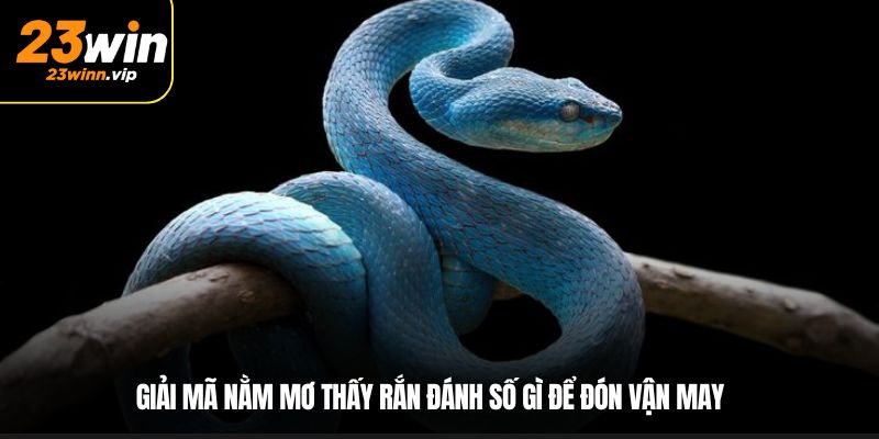 Giải mã nằm mơ thấy rắn đánh số gì để đón vận may