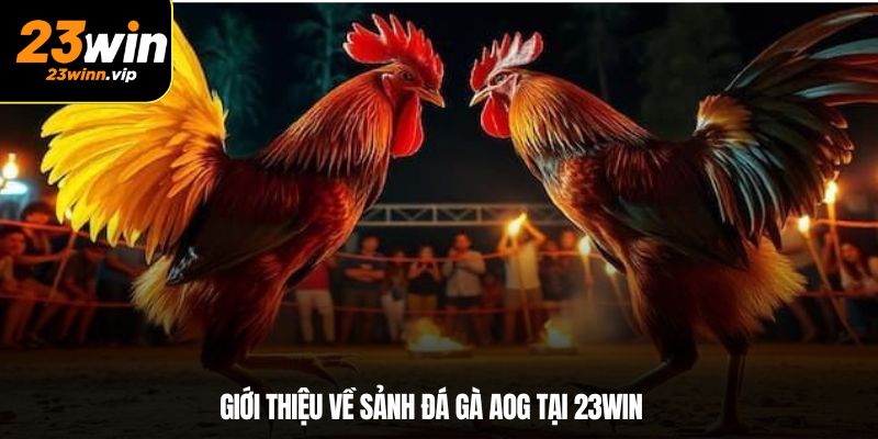Giới thiệu về sảnh đá gà AOG tại 23WIN