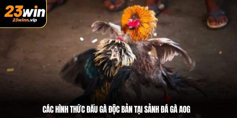 Các hình thức đấu gà độc bản tại sảnh đá gà AOG